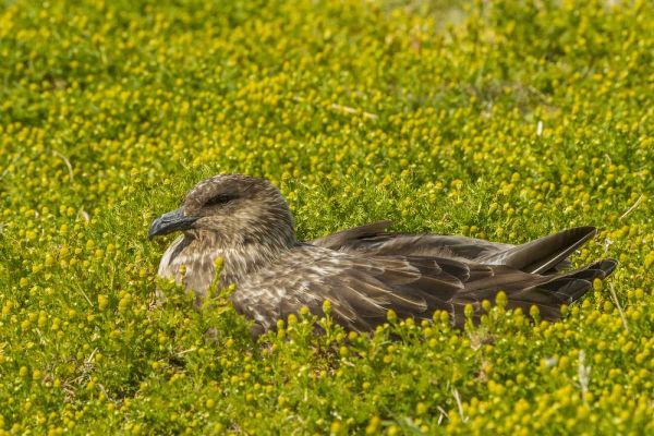 Sea Lion Island Falkland skua on nest